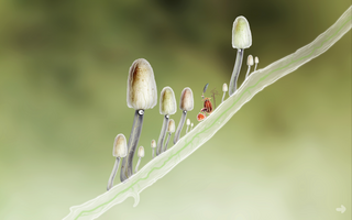 Botanicula